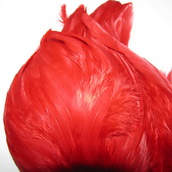 ������� ���� Hen feathers  �������